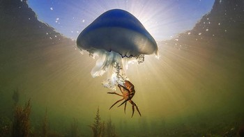 Karya: Luc Rooman. Foto ubur-ubur barel ini diambil pada musim gugur tahun 2022 pada hari yang cerah di Danau Grevelingen di Scharendijke. Cahaya merah di belakang ubur-ubur laras disebabkan oleh kilauan laut yang sekarat. Kepiting yang menumpang dengan ubur-ubur barel sebenarnya memakan ubur-ubur saat mencoba melarikan diri dengan kekuatan terakhirnya. Foto: Underwater Photography Guide