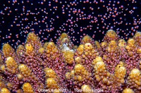 Ocean Art 2022