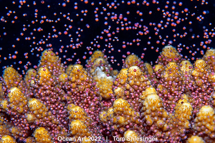 Ocean Art 2022
