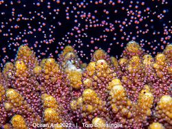 Karya Kontes Foto Ocean Art 2022 yang Mencengangkan Mata