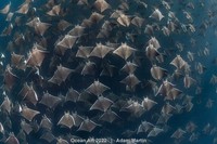 Ocean Art 2022
