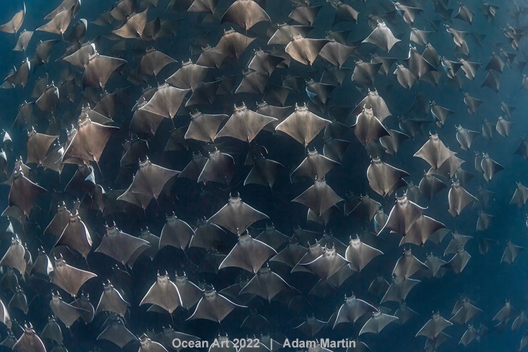 Ocean Art 2022 Ocean Art 2022