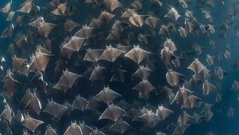 Karya: Adam Martin. Mobula Munkiana berkumpul  di lepas pantai Baja California Sur, Meksiko, setiap musim semi, selama periode yang dianggap sebagai musim kawin dan beranak.  Foto: Underwater Photography Guide