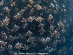 Karya Kontes Foto Ocean Art 2022 yang Mencengangkan Mata