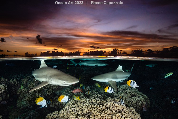 Ocean Art 2022 Ocean Art 2022