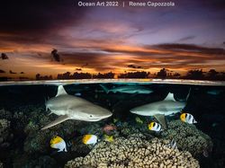 Karya Kontes Foto Ocean Art 2022 yang Mencengangkan Mata