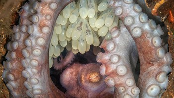 Foto karya Kat Zhou yang jadi pemenang utama menunjukkan gurita karang Karibia yang menjaga telurnya, ditemukan di lepas pantai West Palm Beach, Florida. Seperti semua spesies gurita lainnya, induk gurita ini tidak makan sambil mengerami telurnya, dan dia akan mati setelah menetas. Sungguh perasaan pahit melihatnya melindungi telur-telurnya, mengetahui bahwa akhir yang menyedihkan ini akan datang! Foto: Underwater Photography Guide