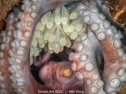 Karya Kontes Foto Ocean Art 2022 yang Mencengangkan Mata