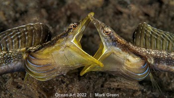 Karya Mark Green. Pertarungan ikan Bluethroat Pike Blenny Foto: Ocean Art 2022