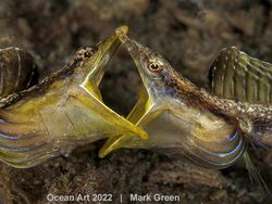 Karya Kontes Foto Ocean Art 2022 yang Mencengangkan Mata