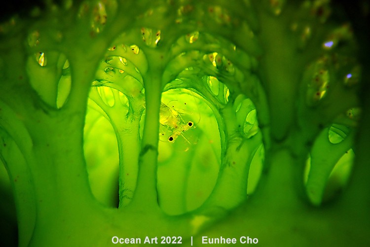 Ocean Art 2022