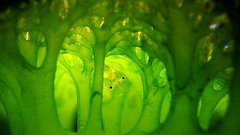 Karya Eunhee Cho. Udang kecil yang bersembunyi. Foto: Ocean Art 2022