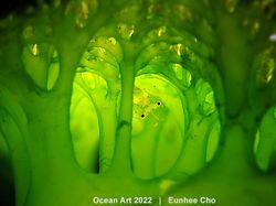 Karya Kontes Foto Ocean Art 2022 yang Mencengangkan Mata