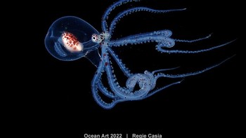 Karya Regie Casia. Hewan ini ditemukan di kedalam 25 meter di  Teluk Janao, Anilao, Filipina. Foto: Ocean Art 2022