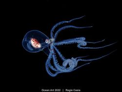 Karya Kontes Foto Ocean Art 2022 yang Mencengangkan Mata