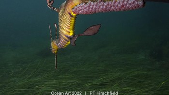 Karya PT Hirschfield. Naga laut  jantan yang membawa telur merah muda cerah di ekornya  Foto: Ocean Art 2022