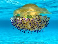 Ocean Art 2022