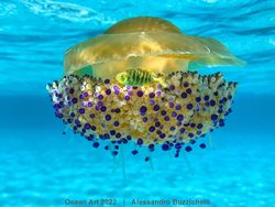 Karya Kontes Foto Ocean Art 2022 yang Mencengangkan Mata