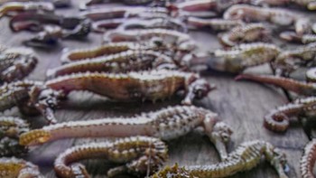 Karya  Lawrence Alex Wu. Kuda laut telah ditangkap hingga hampir punah, terutama untuk penggunaan obat... tetapi tidak terbukti secara ilmiah memiliki khasiat obat.  Foto: Ocean Art 2022