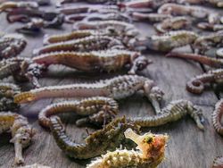 Karya Kontes Foto Ocean Art 2022 yang Mencengangkan Mata