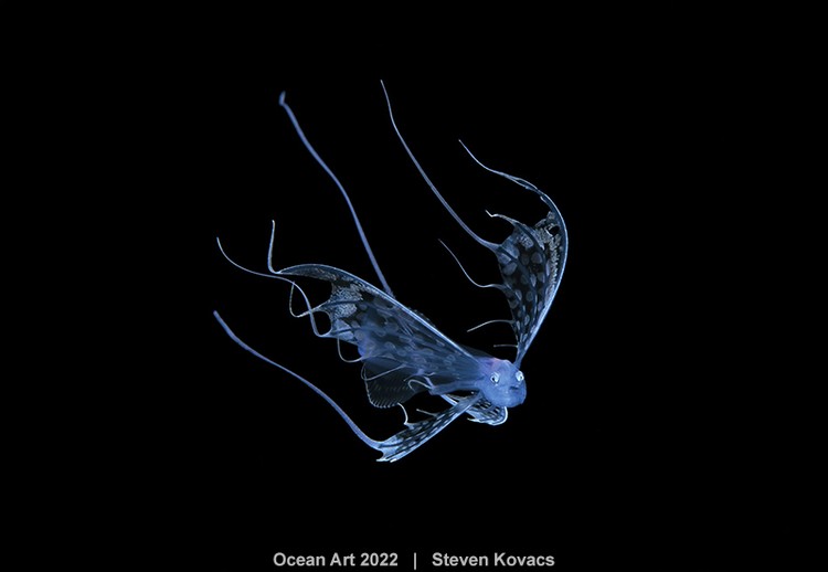 Ocean Art 2022 Ocean Art 2022