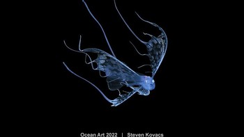 Karya Steven Kovacs. Larva ikan yang cantik ini muncul dengan pita-pitanya yang indah. Sepintas tampaknya meniru ubur-ubur. Anehnya, para ilmuwan dapat mengidentifikasi ikan tak dikenal ini dari satu spesimen yang sebelumnya dikumpulkan dalam jaring plankton. Ini adalah foto pertama yang diambil dari spesimen hidup di lingkungan alaminya. Foto: Ocean Art 2022