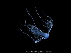 Karya Kontes Foto Ocean Art 2022 yang Mencengangkan Mata