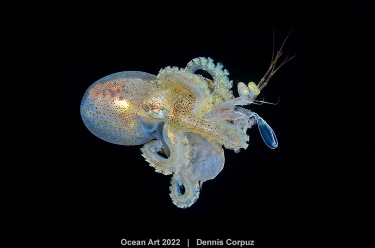 Ocean Art 2022 Ocean Art 2022