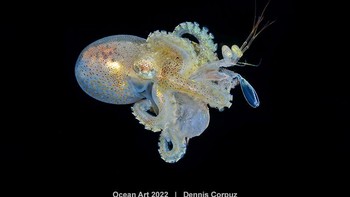 Karya Dennis Corpuz. Gurita paralarva lapar menyergap larva udang mantis di Teluk Janao, Anilao, Filipina. Foto: Ocean Art 2022