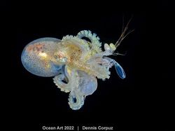 Karya Kontes Foto Ocean Art 2022 yang Mencengangkan Mata