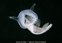 Ocean Art 2022