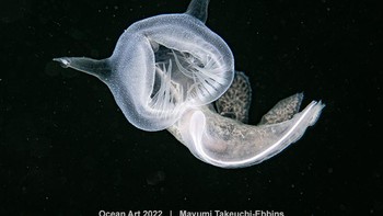 Karya: Mayumi Takeuchi-Ebbins.  Ini adalah nudibranch berkerudung ( Melibe leonine ) yang merupakan nudibranch air dingin yang sangat khas di Alaska. Nudibranch ini ditemukan di pantai Pasifik Amerika Utara dan hanya dapat ditemukan dari Seattle hingga Alaska. Foto: Ocean Art 2022