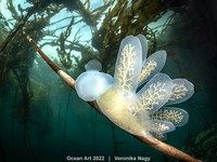 Ocean Art 2022