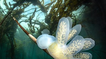 Karya: Veronika Nagy. Foto ini menggabungkan hutan rumput laut, perairan biru kehijauan, dan nudibranch berkerudung. Nudibranch berkerudung sangat unik dengan tudung mulut yang terlihat seperti penangkap lalat venus dan cerat berbentuk dayung yang ditampilkan dengan indah oleh individu ini. Foto: Ocean Art 2022