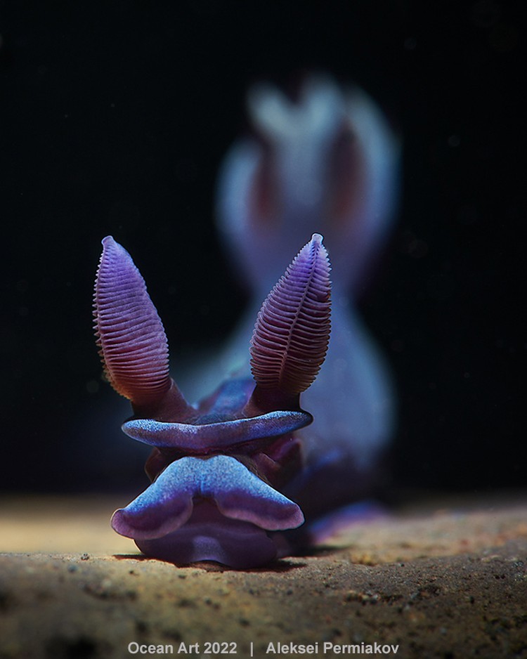 Ocean Art 2022