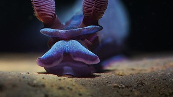 Karya Aleksei Permiakov. Saat fotografer bertemy Tambja Morosa saat menjelajahi Tulamben, Bali dan melakukan serangkaian penyelaman. Foto: Underwater Photography Guide