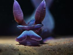 Karya Kontes Foto Ocean Art 2022 yang Mencengangkan Mata