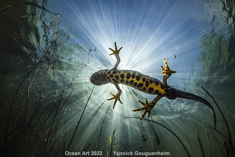 Ocean Art 2022
