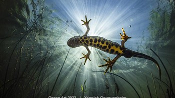 Karya Yannick Gouguenheim. Kadal air marmer terancam punah disebabkan oleh banyak faktor: pertanian intensif dan konsolidasi pertanian, urbanisasi dataran, pembangunan jalan, polusi air, penurunan permukaan air dan habitatnya dijadikan daerah penangkapan ikan.  Foto: Underwater Photography Guide