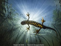 Karya Kontes Foto Ocean Art 2022 yang Mencengangkan Mata