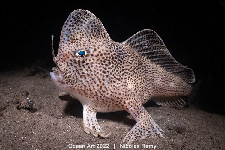 Ocean Art 2022