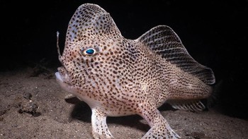 Karya Nicolas Remy. Spotted handfish adalah jenis anglerfish yang terancam punah yang hanya ditemukan di beberapa bagian Tasmania. Namanya diambil dari sirip dadanya yang menyerupai tangan, dan fakta bahwa ia berjalan di dasar laut.  Diperkirakan kurang dari 3000 dari mereka yang tersisa di alam liar. Mereka dulunya umum di perairan Tasmania, tetapi sekarang hanya ditemukan di beberapa sungai, hanya di Tasmania. Penurunan mereka disebabkan oleh pencemaran lingkungan mereka, tetapi juga karena Seastar Pasifik Utara yang invasif, yang memakan telur mereka.  Foto: Underwater Photography Guide