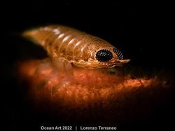 Karya Kontes Foto Ocean Art 2022 yang Mencengangkan Mata