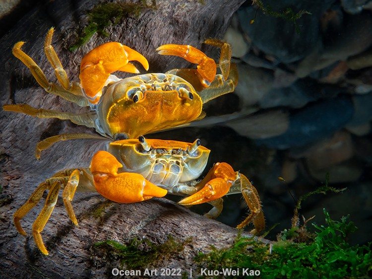 Ocean Art 2022