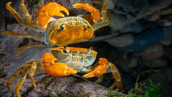 Karya: Kuo-Wei Kao. Kepiting kecil di sungai Pinlin, Taiwan. Foto: Underwater Photography Guide