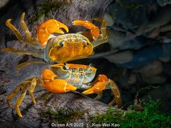 Karya Kontes Foto Ocean Art 2022 yang Mencengangkan Mata