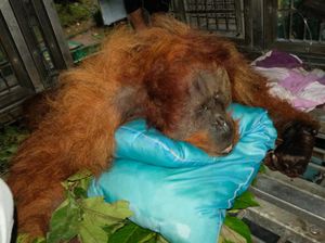 Orang Utan di Sumut Mati dengan Kondisi Tulang Punggung Retak