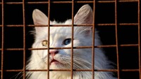 Tempat ini menampung 320 anjing dan 50 kucing.