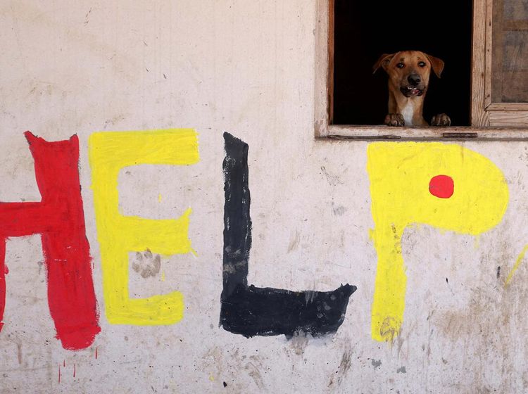 Potret Penampungan Hewan di Mesir Hidup Segan Mati Tak Mau