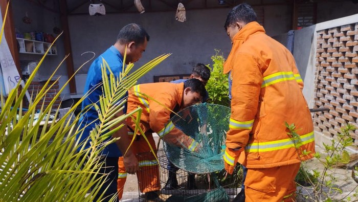 Penanganan anjing liar yang menggigit dua korban di satu sekolah PAUD Lingkungan Satria, Kelurahan Pendem, Kecamatan Jembrana, Kabupaten Jembrana, Bali, Selasa (24/1/2023).